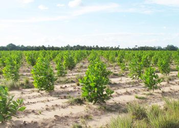 Planet Smart City insieme a Tree-Nation per mitigare impatto su clima