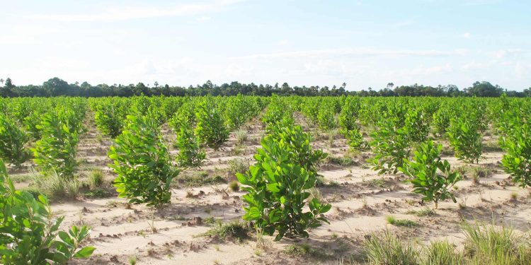 Planet Smart City insieme a Tree-Nation per mitigare impatto su clima
