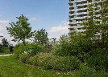 UpTown Milano, cresce la biodiversità: 29 specie di uccelli, 19 di farfalle e 12 di libellule