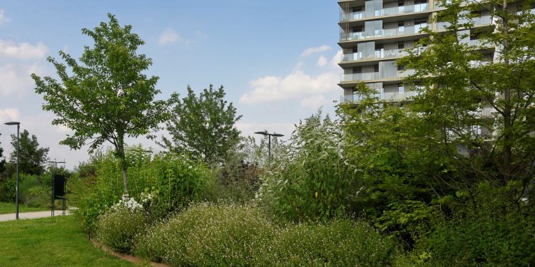UpTown Milano, cresce la biodiversità: 29 specie di uccelli, 19 di farfalle e 12 di libellule